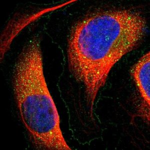 Anti-EVA1A antibody produced in rabbit 