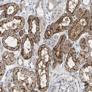 Anti-EVA1C antibody produced in rabbit 