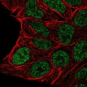 Anti-EVX1 antibody produced in rabbit 