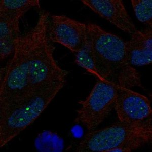 Anti-EXO1 antibody produced in rabbit 