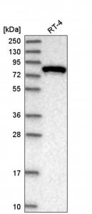 Anti-EXOC3 antibody produced in rabbit 