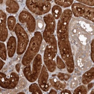 Anti-EXOC3L1 antibody produced in rabbit 