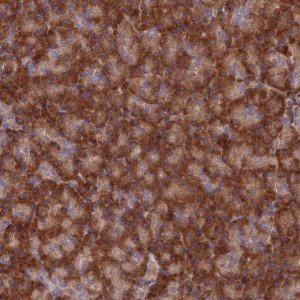 Anti-EXOC3L4 antibody produced in rabbit 
