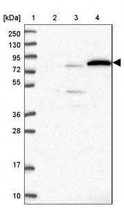 Anti-EXOC3L4 antibody produced in rabbit 