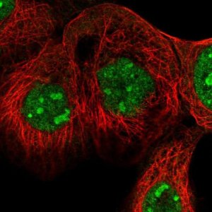 Anti-EXOC4 antibody produced in rabbit 