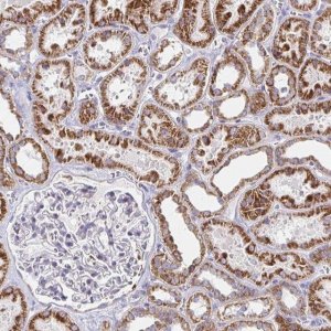 Anti-EXOC5 antibody produced in rabbit 