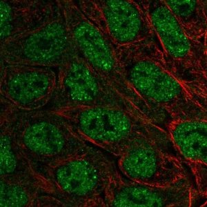 Anti-EXOC6B antibody produced in rabbit 