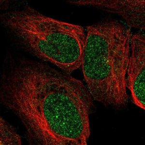 Anti-EXOSC2 antibody produced in rabbit 