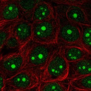 Anti-EXOSC5 antibody produced in rabbit 