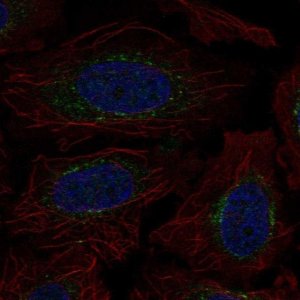 Anti-EXT2 antibody produced in rabbit 