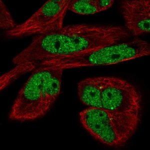 Anti-EYA3 antibody produced in rabbit 