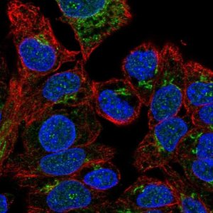Anti-F5 antibody produced in rabbit 