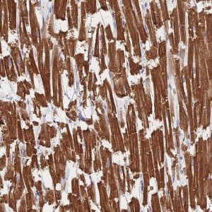 Anti-F8A1 antibody produced in rabbit 