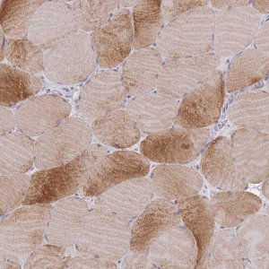 Anti-F8A1 antibody produced in rabbit 