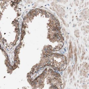 Anti-FAAH antibody produced in rabbit 