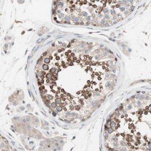 Anti-FAAH antibody produced in rabbit 
