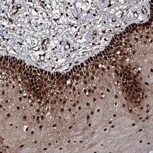 Anti-FAAP24 antibody produced in rabbit 