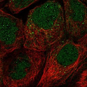 Anti-FAM110A antibody produced in rabbit 