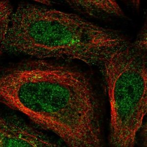 Anti-FAM114A1 antibody produced in rabbit 