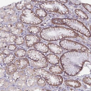 Anti-FAM120A antibody produced in rabbit 