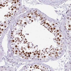 Anti-FAM122A antibody produced in rabbit 