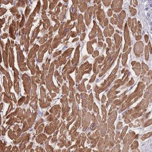 Anti-FAM124A antibody produced in rabbit 