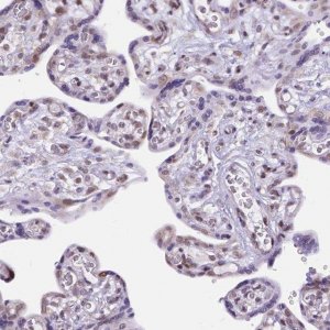 Anti-FAM124B antibody produced in rabbit 