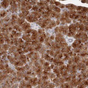 Anti-FAM129A antibody produced in rabbit 