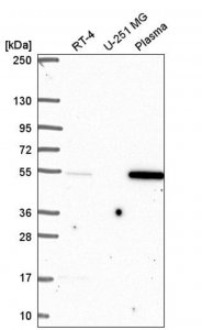 Anti-FAM155A antibody produced in rabbit 