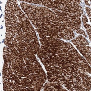 Anti-FAM155B antibody produced in rabbit 