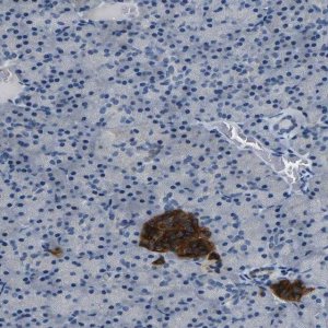 Anti-FAM159B antibody produced in rabbit 