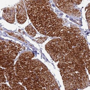 Anti-FAM178B antibody produced in rabbit 
