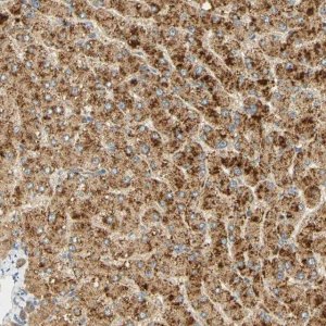 Anti-FAM189A1 antibody produced in rabbit HPA010637-100UL