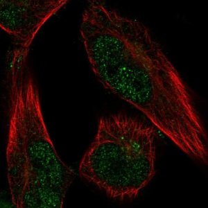 Anti-FAM189A1 antibody produced in rabbit HPA010637-100UL