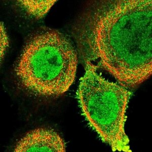 Anti-FAM189B antibody produced in rabbit 