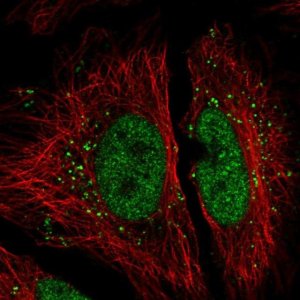Anti-FAM192A antibody produced in rabbit 