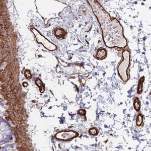 Anti-FAM198A antibody produced in rabbit 