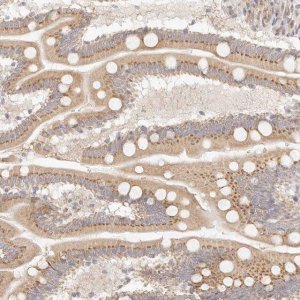 Anti-FAM20B antibody produced in rabbit 