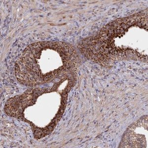 Anti-FAM210B antibody produced in rabbit 