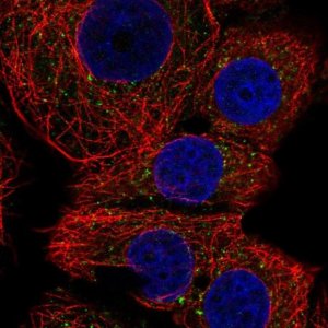 Anti-FAM220A antibody produced in rabbit 