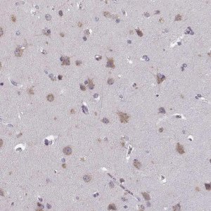Anti-FAM234B antibody produced in rabbit 