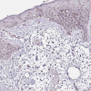 Anti-FAM32A antibody produced in rabbit 