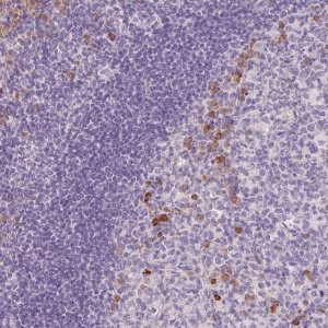 Anti-FAM46C antibody produced in rabbit 