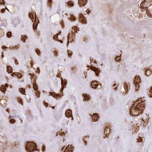 Anti-FAM47B antibody produced in rabbit 