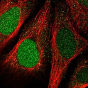 Anti-FAM64A antibody produced in rabbit 
