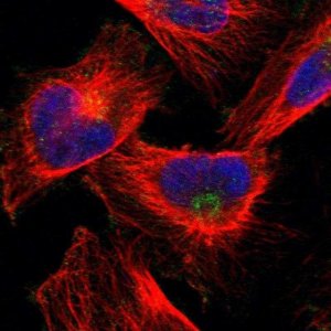 Anti-FAM65A antibody produced in rabbit 