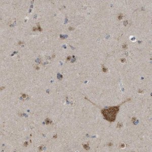 Anti-FAM69A antibody produced in rabbit 