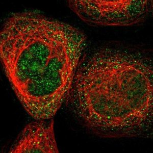 Anti-FAM69A antibody produced in rabbit 