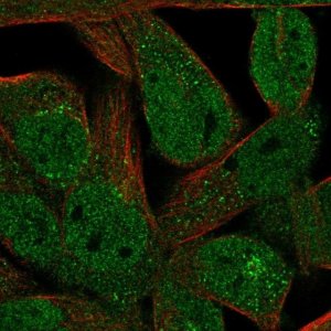 Anti-FAM89A antibody produced in rabbit 