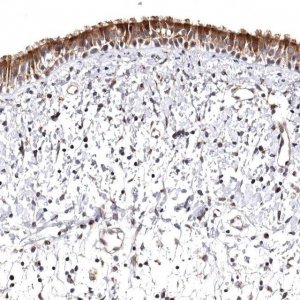 Anti-FAM91A1 antibody produced in rabbit 